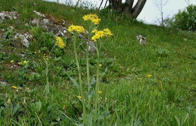 Tephroseris longifolia subsp. gaudinii / Senecione di Gaudin